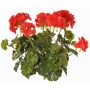 Dekorativní pelargonie MALINA na tyči, Crossdoor, červená, 40cm