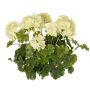 Dekorativní květina pelargonie MALINA na tyči, crossdoor, krémová, 40cm