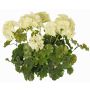 Dekorativní květina pelargonie MALINA na tyči, crossdoor, krémová, 40cm