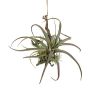 Dekorativní aranžmá tillandsia stricta SNARFY na větvi, závěsné, zelené, 21x27cm