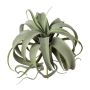 Umělý sukulent Tillandsia xerographica TRUMSY, tyč, zelená, 28cm, Ø25cm