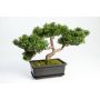 Umělý strom bonsai cedr ALESSA, s kořeny, v květinové míse, 23cm