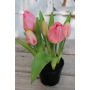 Umělý tulipán CAITLYN v ozdobném květináči, růžovo-zelený, 25cm, Ø2-6cm