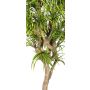 Umělá dracéna Dracaena Reflexa Jamaica KOLOMBINE, pravý kmen, zelenožlutá, křížová dvířka, 175cm - Vyrobeno v Itálii