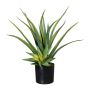Dekorativní sukulent aloe vera MURFT s odnoží, zelená, 50cm
