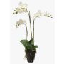 Umělá orchidej phalaenopsis PABLA, v zemině, bílá, 70cm