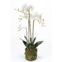 Umělá orchidej phalaenopsis kvarteto PABLA, v mechu, bílá, 80cm