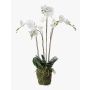Umělá orchidej phalaenopsis PABLA, v mechu, bílá, 90cm