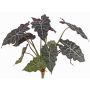 Umělá alocasia sanderiana AINARA, zeleno-bílá, 60cm