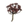 Dekorativní echeveria macdougallii ULUO na zápichu, vínová, 19cm