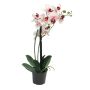 Umělá květina orchideje phalaenopsis CHENXU, růžová-krémová, 50cm