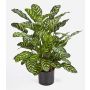 Umělá rostlina calathea makoyana BADU, řídká, zeleno-žlutá, 80cm