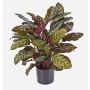Umělá calathea makoyana BIJAN, hustá, zeleno-červená, 80cm
