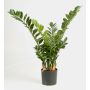 Umělá zamioculcas zamiifolia AKONO, 100cm