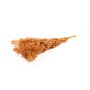 Sušené větve ruscus AGNIATA, terakotová, 70-75cm, Ø17cm
