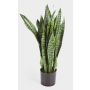 Umělá sansevieria BEYZA, zelená, 80cm