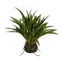 Dekorativní tráva čínský rákos SIMVO, zemní koule, kořeny, zelená, 35cm