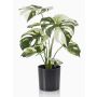 Umělý filodendron Monstera Deliciosa Variegata ZAINE, zelenobílý, 40cm