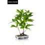 Umělý bonsai štěstí IVANO v keramické misce se vzorem, zelený, 60 cm