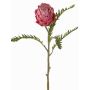 Pravá protea BREGANSA, starofuchsiová, 65cm, Ø7cm