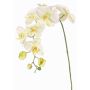 Dekorativní větev orchideje Phalaenopsis WESA, bílo-zelená, 100cm