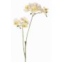 Umělá větev orchideje Phalaenopsis VILLANI, bílo-zelená, 60cm, Ø3,5-5cm