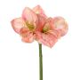 Dekorativní amarylis NARWELA, fuchsiovo-růžovo-zelená, 70cm, Ø10-13cm
