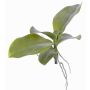 Umělé listy orchideje phalaenopsis PRIMUS, vzdušné kořeny, 19x34cm
