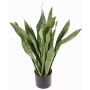 Umělý tchýnin jazyk BEYZA, zelené, 80cm