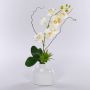 Umělá orchidej Phalaenopsis TIALDA, sukulenty, keramická váza, bílá, 50cm