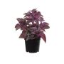 Plastová rostlina máta TSUKI, fialovo-vínová, fialovo-burgundská, 24cm