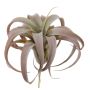 Dekorativní rostlina Tillandsia Xerographica KASTIEL, tyč, hnědozelená, 23cm