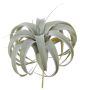 Dekorativní rostlina Tillandsia Xerographica KASTIEL, tyčinka, šedozelená, 23cm