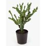 Umělá euphorbia TIKO, zelená, 75cm