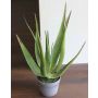 Umělá aloe vera NAMIKA v dekoračním květináči, zelená, 50cm, Ø25cm