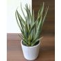 Umělá aloe vera NAMIKA v betonovém květináči, zelená, 40cm, Ø20cm