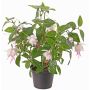 Umělá fuchsie THAYNARA, s květy, jemná růžová, 30cm, Ø5cm