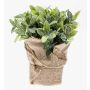 Umělá bylinka šalvej VITUS v jutovém balu, zeleno-bíla, 20cm, Ø22cm