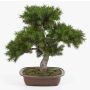 Umělý bonsai pínie SELENA, v bonsajové míse, 50cm