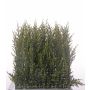 Umělý živý plot cypřiš NEOH, pro interiér i exteriér, zelená, 25x25cm