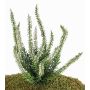 Umělý vřes IMKE na zápichu, krémová, 25cm, Ø1cm