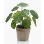 Umělá pilea SYBIL v terakotovém květináči, zelená, 20cm