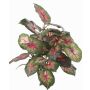 Umělé caladium SEVERIN na zápichu, zeleno-červené, 40cm