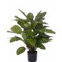 Umělá Calathea Makoyana GODE, zelenožlutá, 65 cm