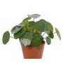 Umělá pilea MAXIMILIAN na zápichu, zelená, 30 cm