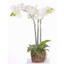 Umělá orchidej Phalaenopsis MARGIT v zemině, bílá, 65cm