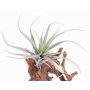 Plastová Tillandsia Stricta ADELE na tyči, zeleno-šedá, 25cm, Ø20cm