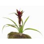Art Guzmania ANELY s květinami, na tyčce, červená, 40cm