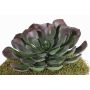Umělá Aeonium BARBARA na tyči, červeno-zelená, 15cm, Ø25cm