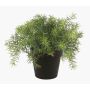 Plastový asparagus sprengeri YANIS, 15cm